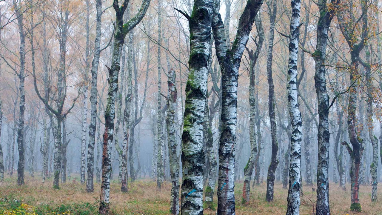 Weißbirkenwald (Betula pendula) im Herbstnebel, Deutschland (© Duncan Usher/Minden Pictures) desktop wallpaper