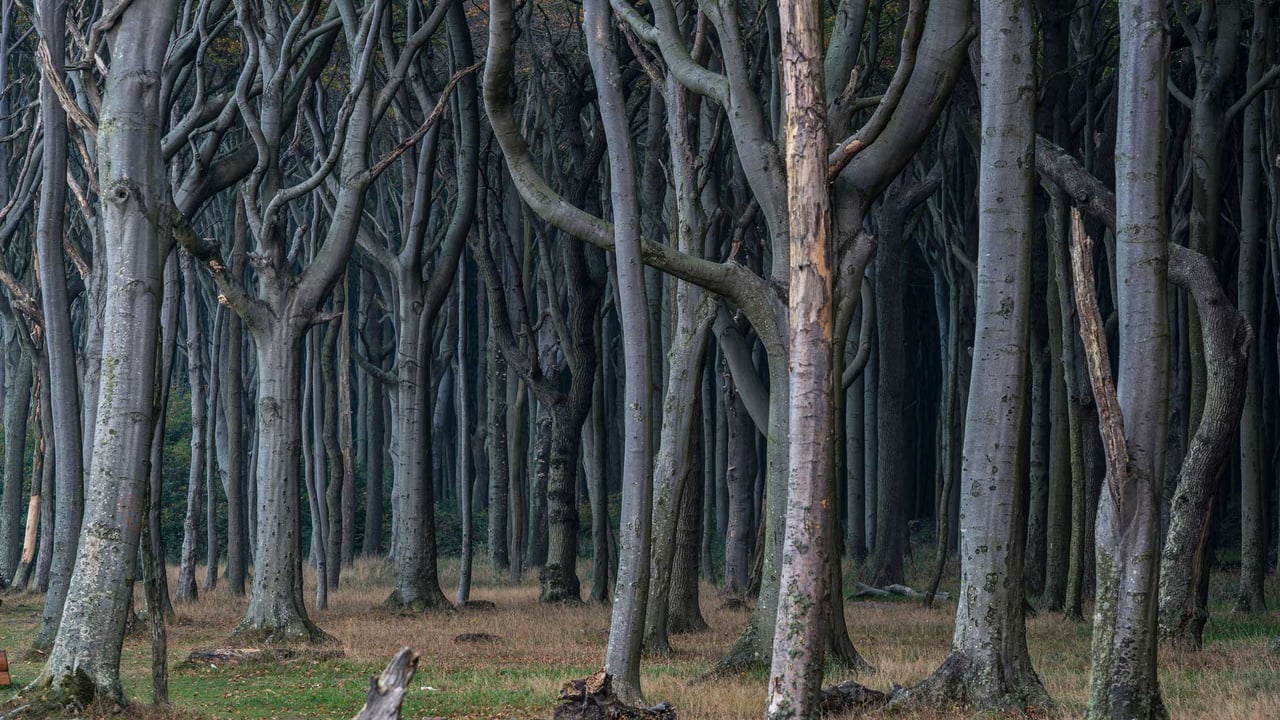 Gespensterwald, Nienhagen, Mecklenburg-West Pomerania, Germany (© mauritius images GmbH/Alamy) desktop wallpaper