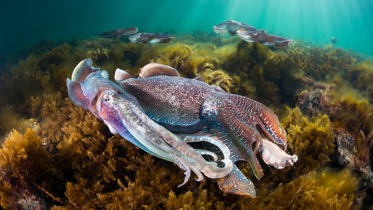 Group of giant cuttlefish in Spencer Gulf, off Whyalla, South Australia (© Gary Bell/Minden Pictures) desktop wallpaper
