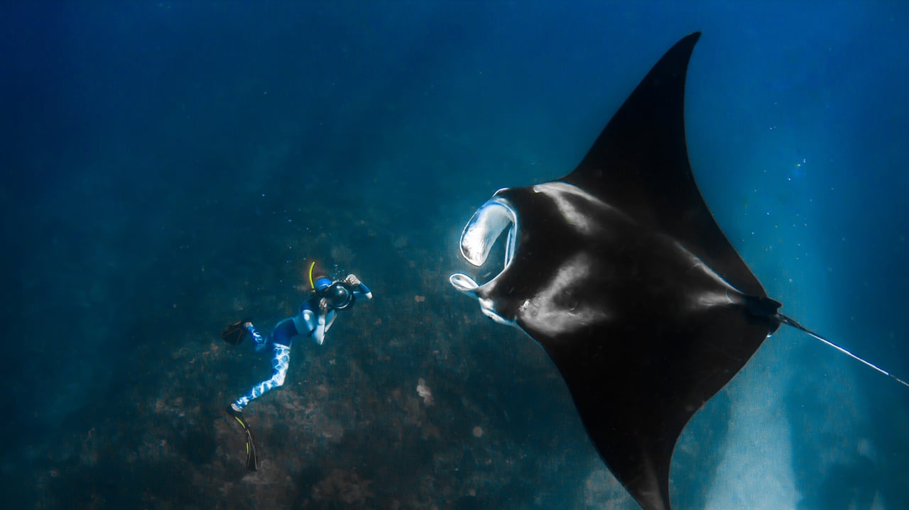 Giant manta ray and a photographer off the Ningaloo Coast, Australia (© Shutterstock Premier) desktop wallpaper