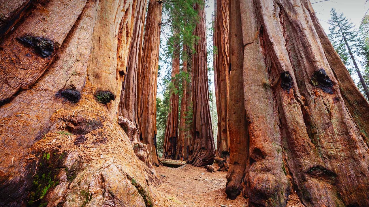 Giant sequoias, Sequoia National Park, California (© Galyna Andrushko/Shutterstock) desktop wallpaper