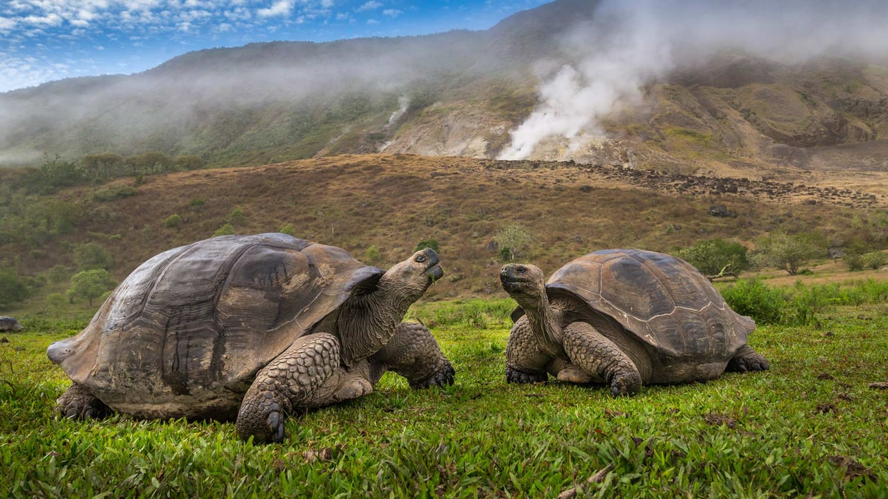Volcán Alcedo giant tortoises, Isabela Island, Galápagos, Ecuador (© Tui De Roy/Minden Pictures) desktop wallpaper