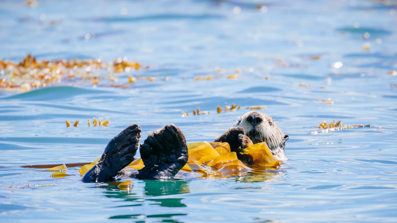 Sea otter in Bartlett Cove, Glacier Bay National Park and Preserve, Alaska (© Andrew Peacock/Tandem Stills + Motion) desktop wallpaper