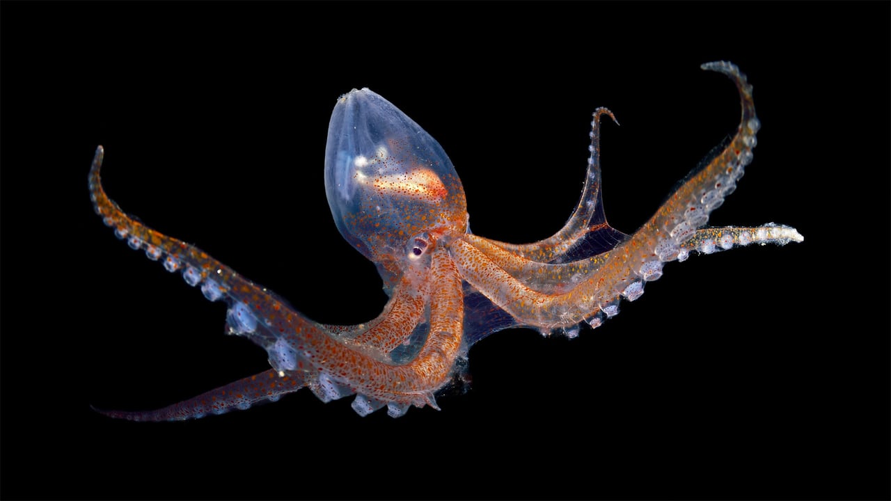 Glass octopus in the Atlantic Ocean off Cabo Verde (© Solvin Zankl/Minden Pictures) desktop wallpaper