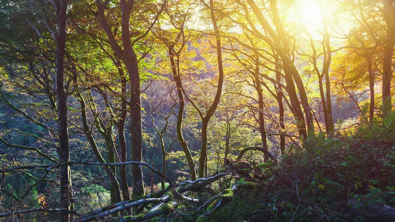 グレナリフ森林公園, 北アイルランド アントリム県 (© Peter Zelei/Getty Images) desktop wallpaper