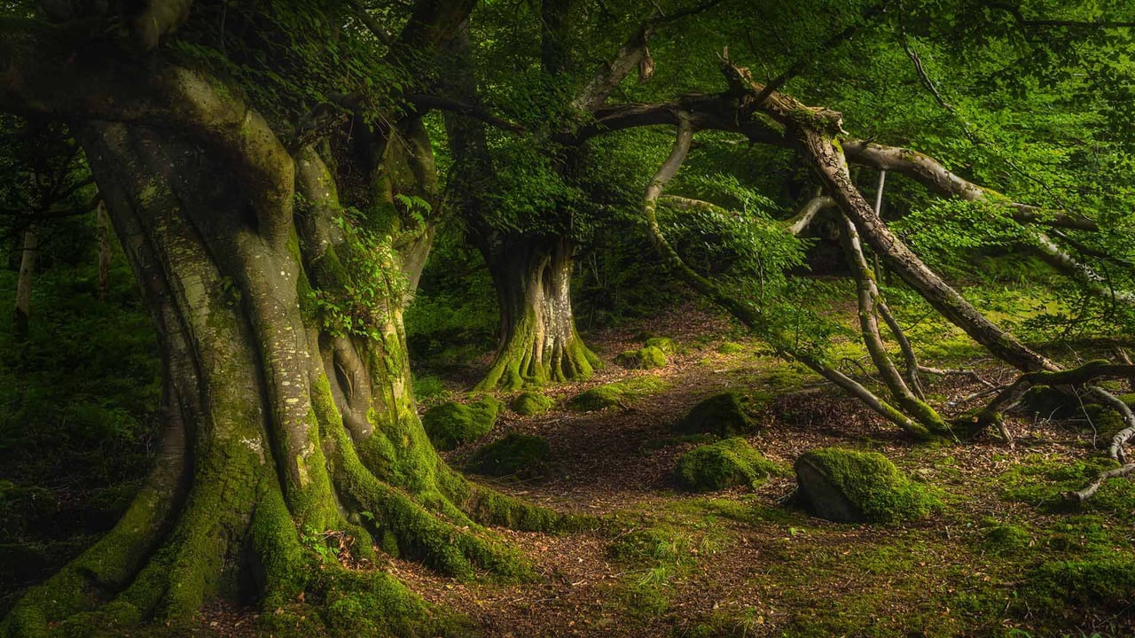 Ancient beech tree, Glenariff Forest Park, County Antrim, Northern Ireland (© Dawid K Photography/Shutterstock) desktop wallpaper