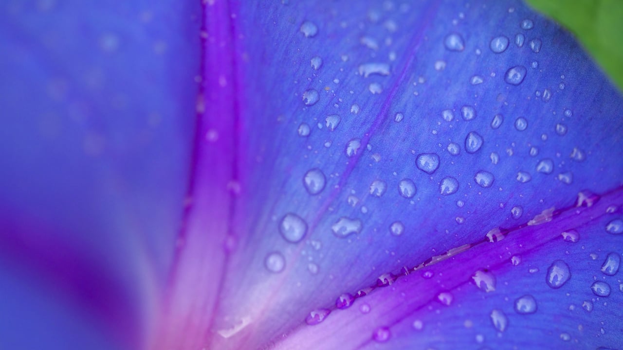 「朝顔」 (© Aflo Co. Ltd./Alamy Stock Photo) desktop wallpaper