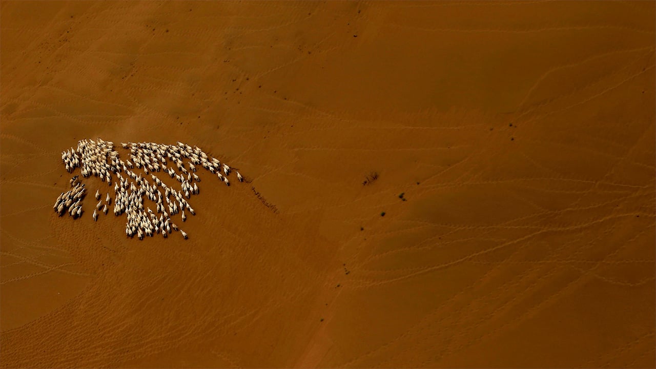 Sheep flock in the Gobi Desert (© Patrick Baz/Getty Images) desktop wallpaper