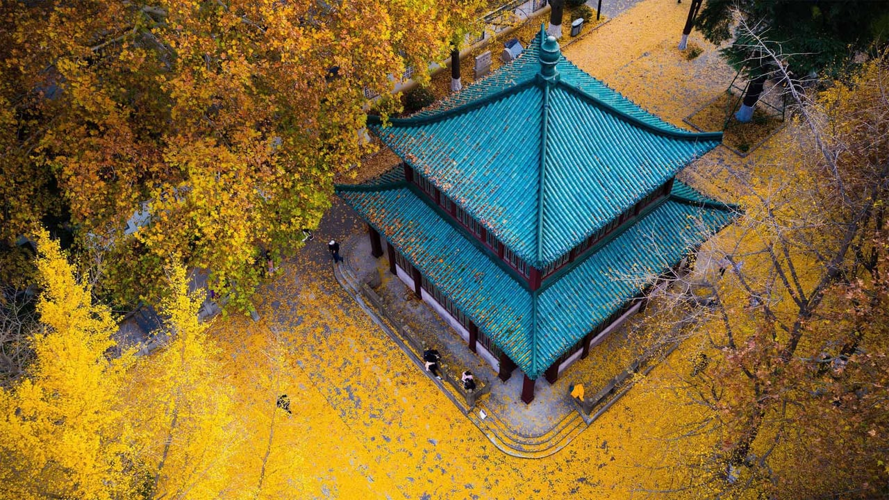 Golden ginkgo leaves at Xuanwu Lake Park in Nanjing, Jiangsu province, China (© SIPA Asia/ZUMA Wire/Alamy) desktop wallpaper