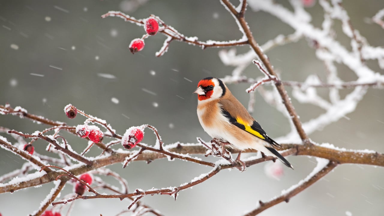 「ゴシキヒワとローズヒップ」 (© Ernie Janes/Nature Picture Library/Offset) desktop wallpaper