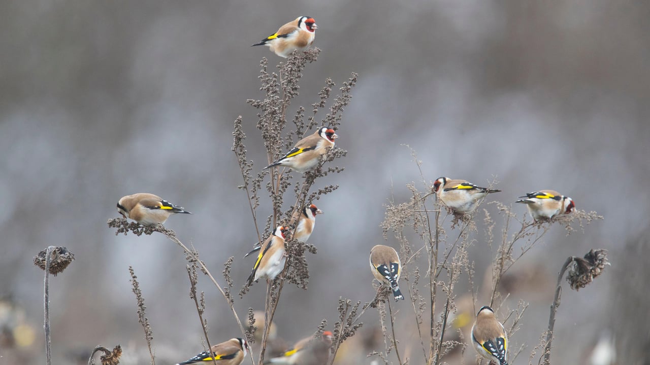 向日葵田里的红额金翅雀,德国 (© Juniors Bildarchiv GmbH/Alamy) desktop wallpaper