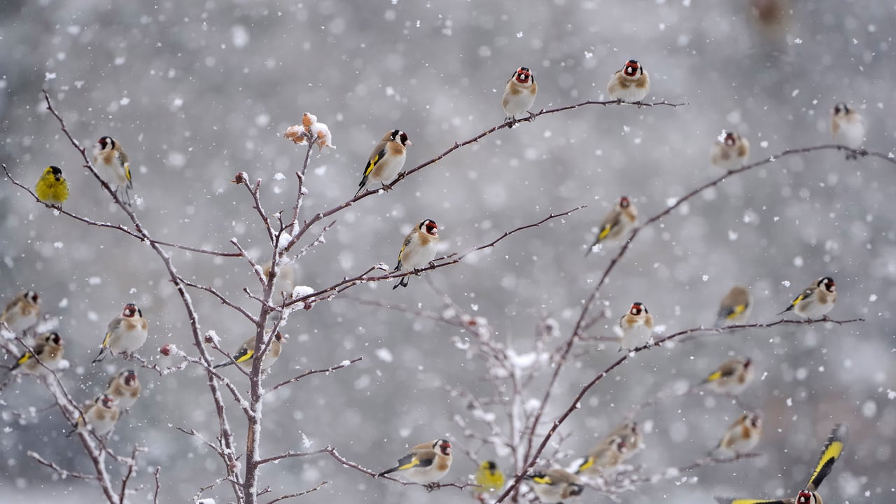 Chardonnerets élégants perchés sur des branches couvertes de neige (© Christophe Sidamon-Pesson/Minden) desktop wallpaper