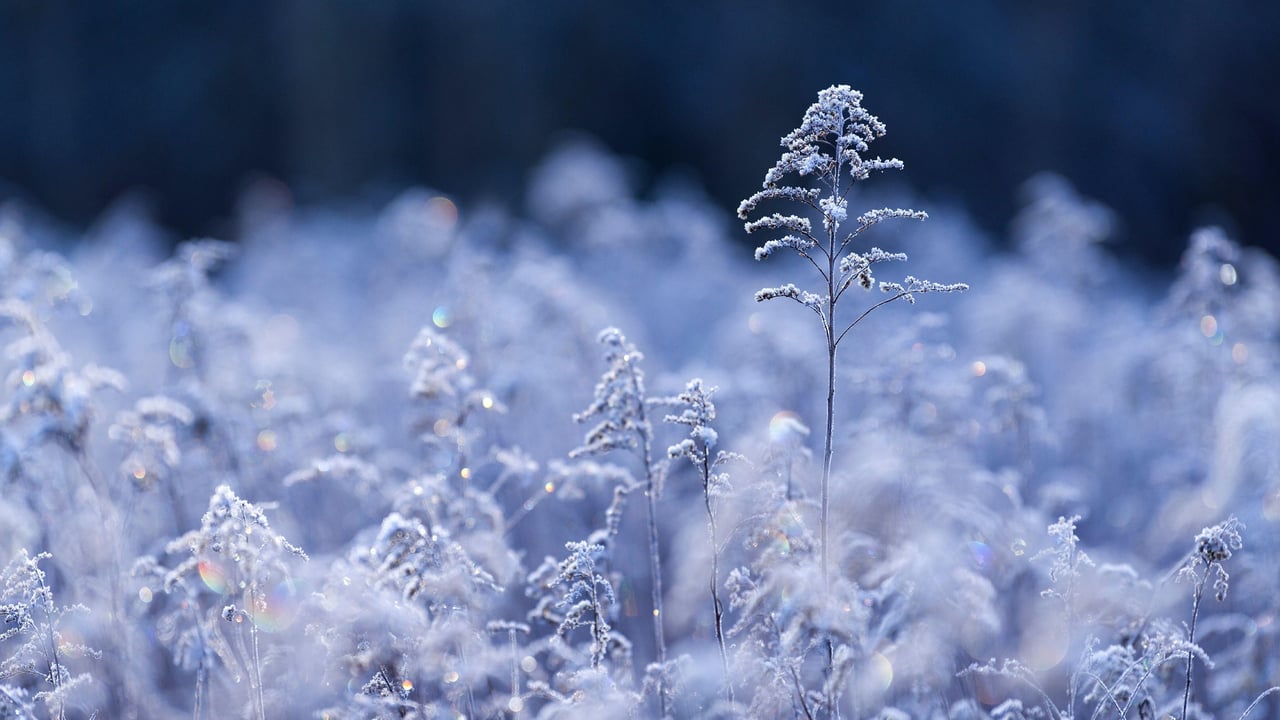 Samenköpfe der Kanadischen Goldrute im Raureif im Morgenlicht, Wasgau, NP Pfälzerwald, Biosphärenreservat Pfälzerwald-Nordvogesen, Rheinland-Pfalz (© mauritius images GmbH/Alamy Stock Photo) desktop wallpaper