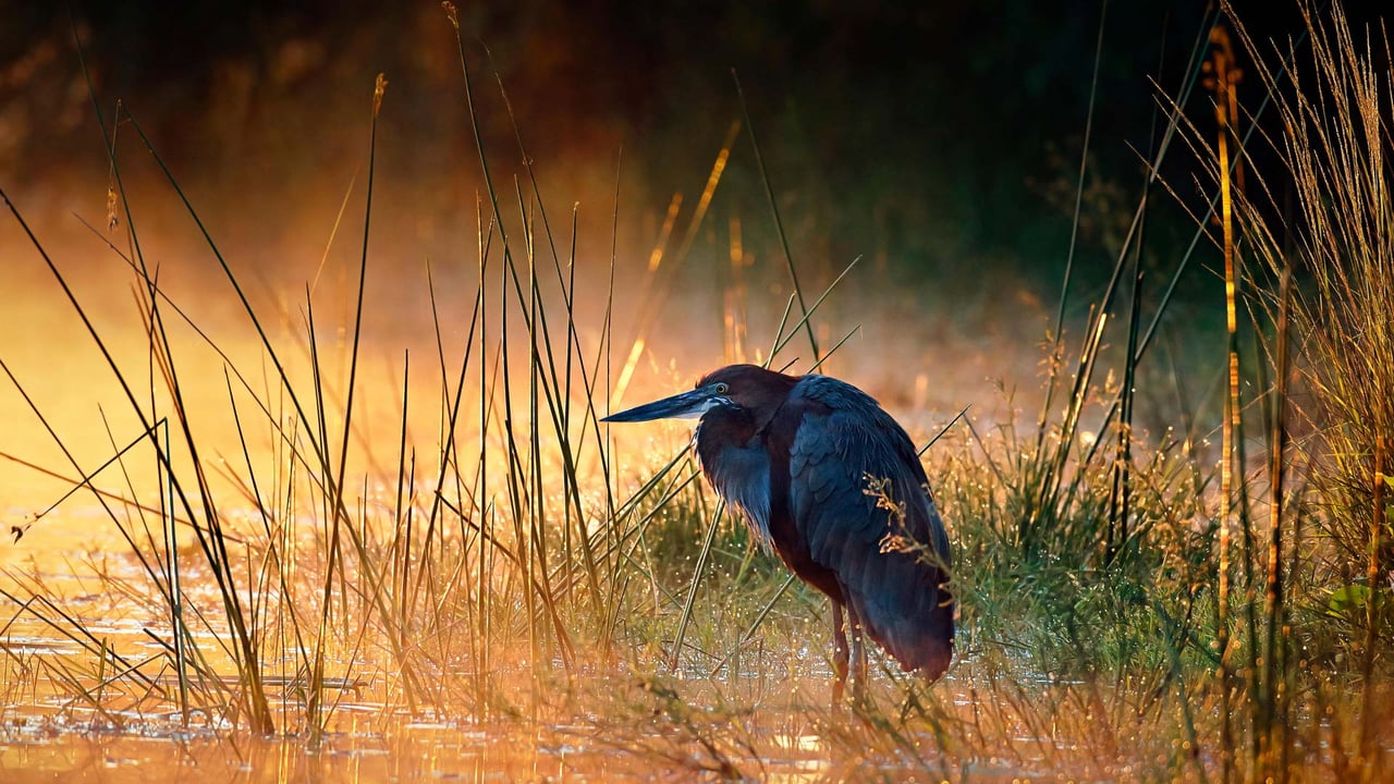 Goliath heron, Kruger National Park, South Africa (© Johan Swanepoel/Alamy) desktop wallpaper