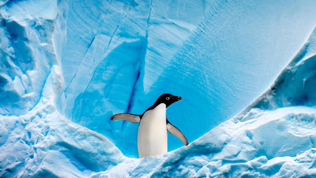 Adélie penguin in Graham Passage, Antarctic Peninsula, Antarctica (© Nick Garbutt/Minden Pictures) desktop wallpaper