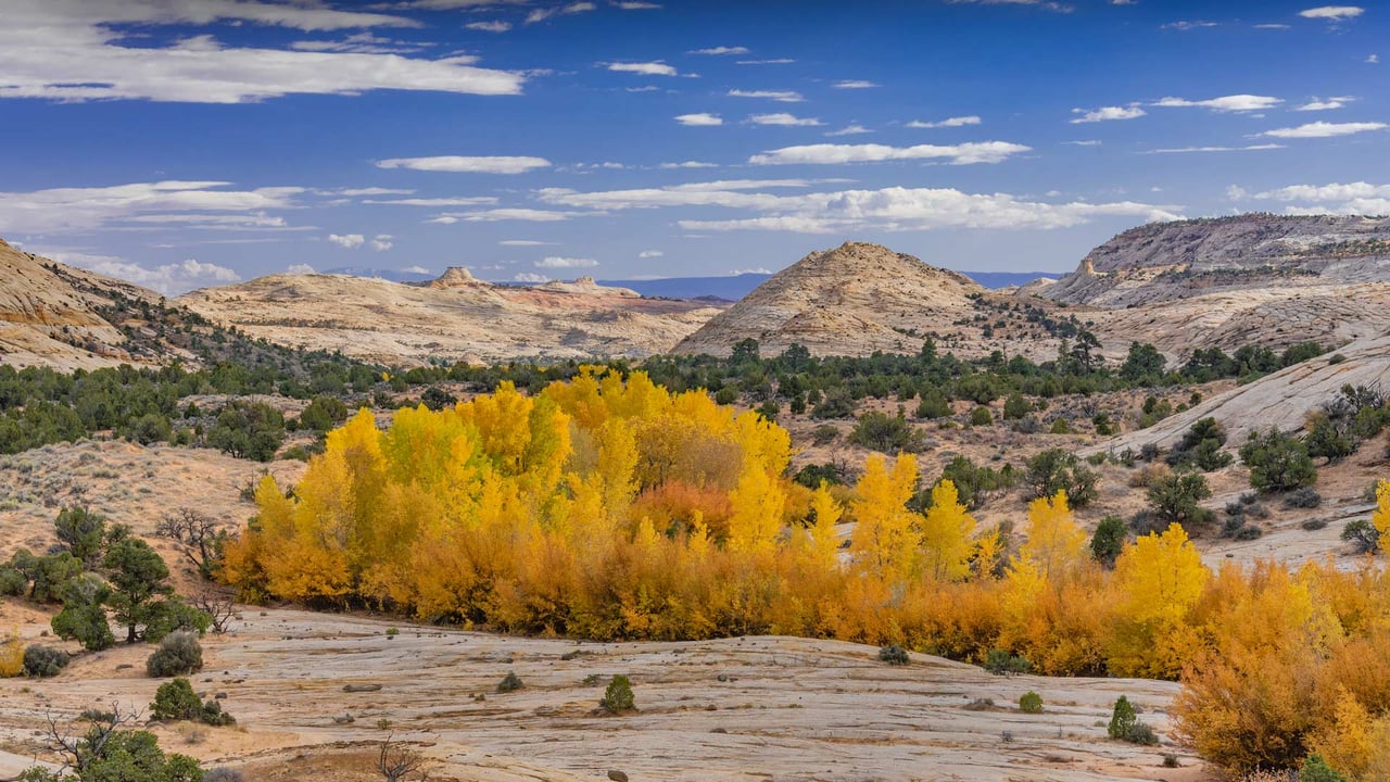 Cottonwood trees in Grand Staircase-Escalante National Monument, Utah (© Jeff Foott/Minden Pictures) desktop wallpaper