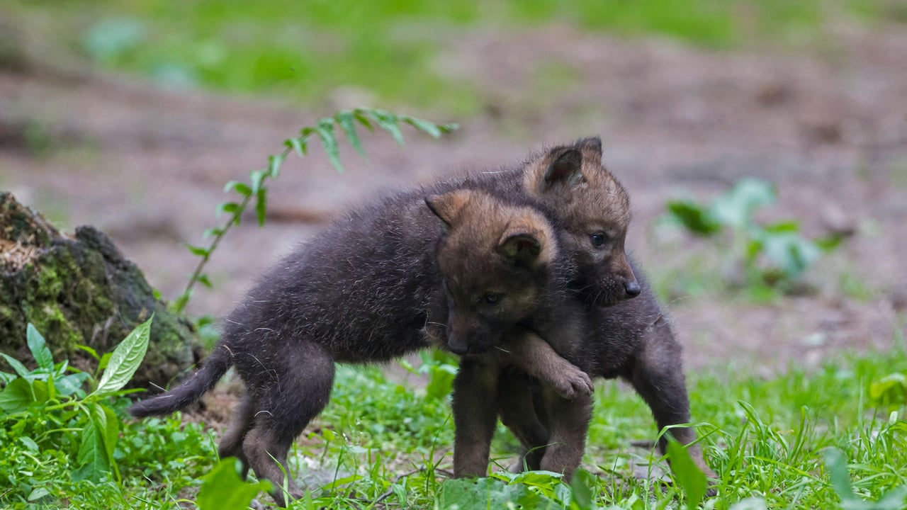 Spielende Wolfswelpen in Deutschland (© Westend61/Getty Images) desktop wallpaper