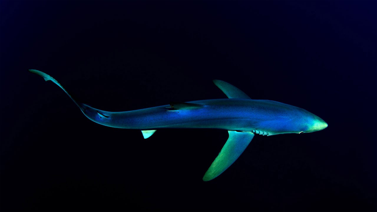 Blue shark near the Azores in the North Atlantic Ocean (© Nuno Sa/Minden Pictures) desktop wallpaper