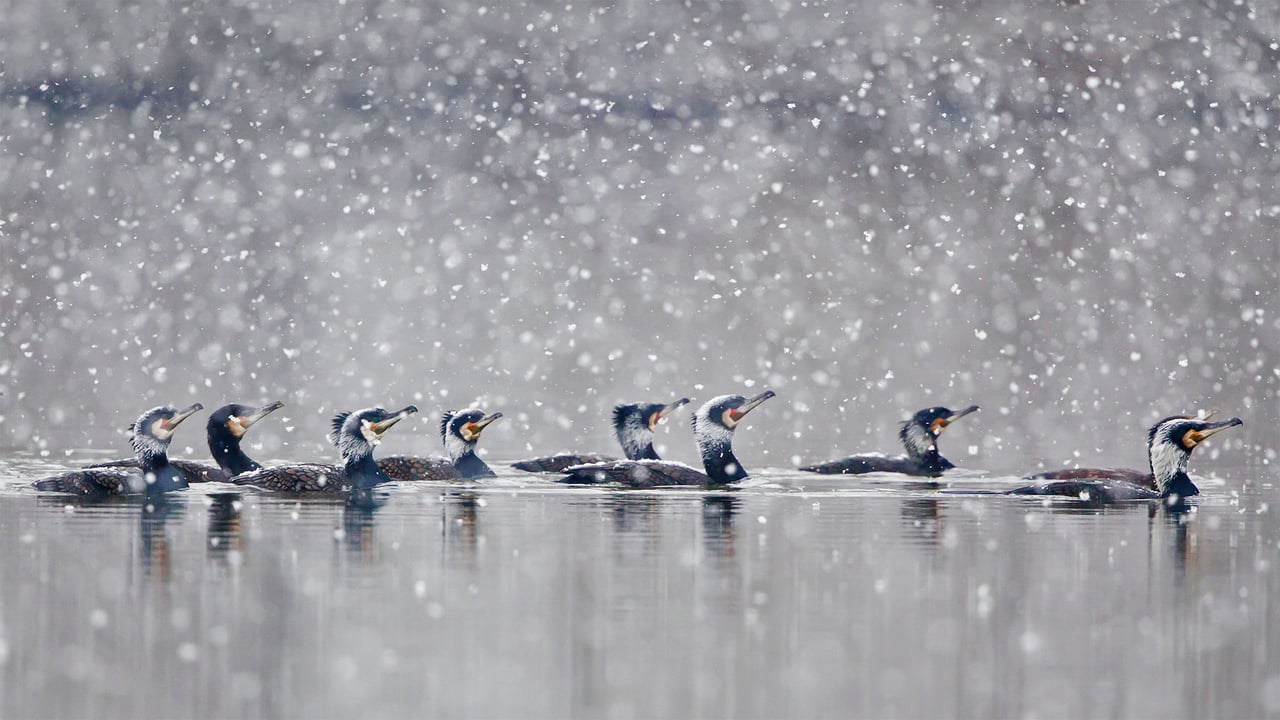 Great cormorants gliding through a snowstorm in Hesse, Germany (© Wilfried Martin/Getty Images) desktop wallpaper