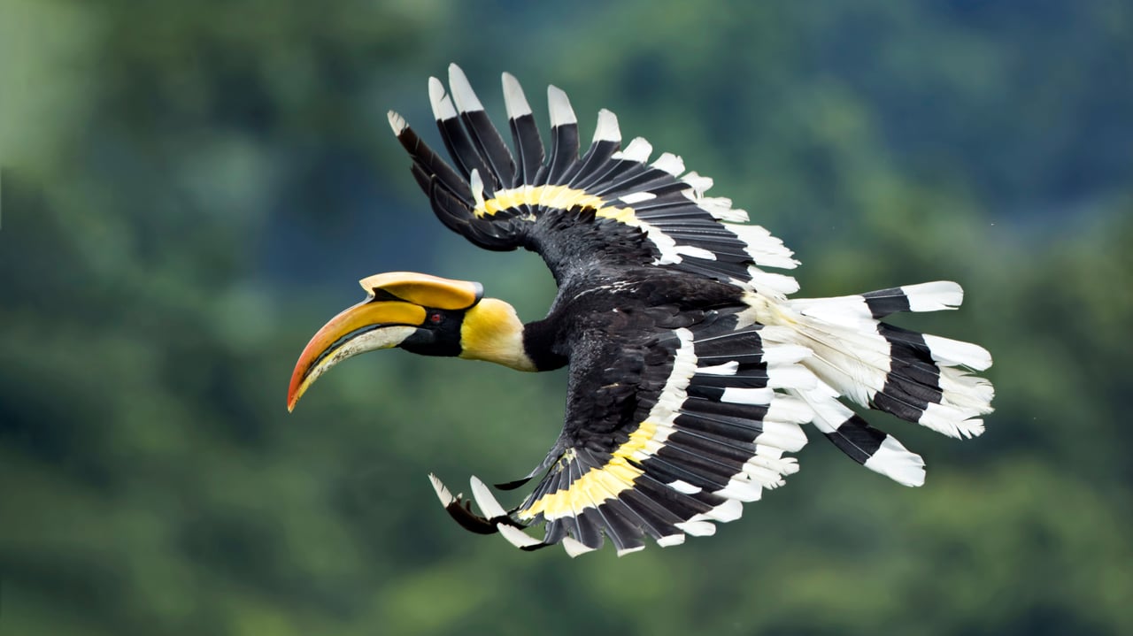 西孟加拉邦的双角犀鸟,印度 (© Debapratim Saha/Minden Pictures) desktop wallpaper