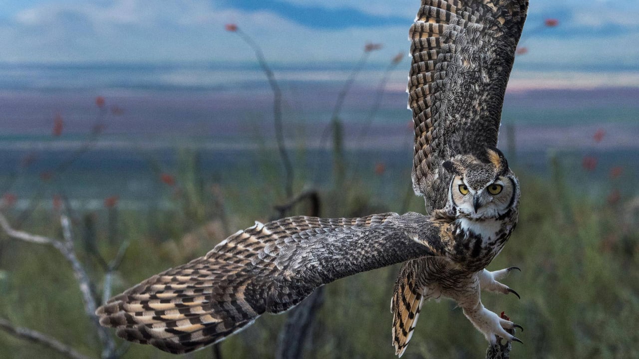 Great horned owl (© Mark Newman/Getty Images) desktop wallpaper