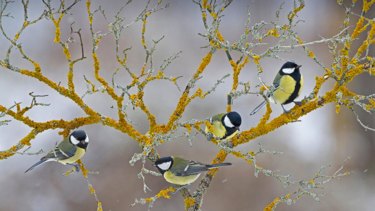 Great tits on a branch during winter in France (© Eric Ferry/Alamy) desktop wallpaper