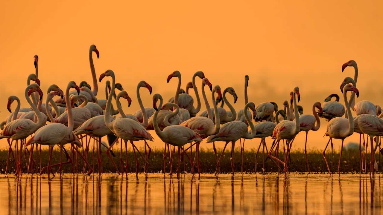 大型火烈鸟迁徙到淡水区,印度 (© Amresh Mishra/500px/Getty Images) desktop wallpaper