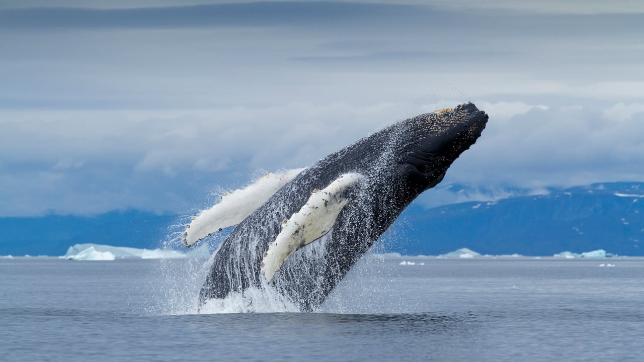 Humpback whale, Disko Bay, Greenland (© Paul Souders/DanitaDelimont.com) desktop wallpaper