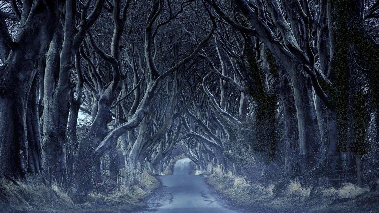 The Dark Hedges in County Antrim, Northern Ireland (© VanderWolf Images/Shutterstock) desktop wallpaper