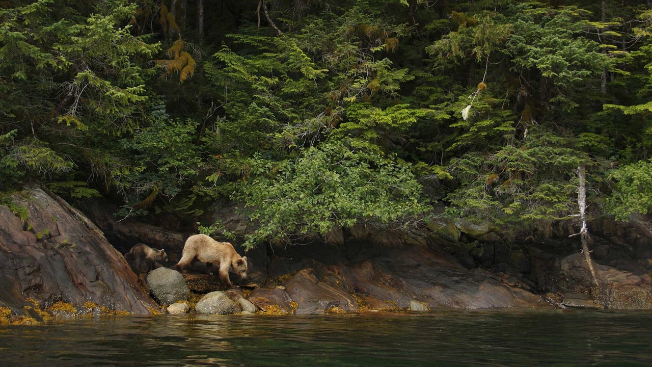 Adult female grizzly bear and cub in the Great Bear Rainforest, B.C. (© Jack Chapman/Minden Pictures) desktop wallpaper