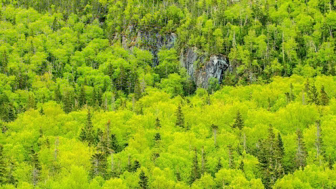 Spring forest, Gros Morne National Park, Newfoundland and Labrador (© Don Johnston EC/Alamy Stock Photo) desktop wallpaper