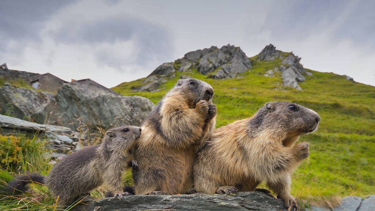 Alpine marmots in Hohe Tauern National Park, Austria (© Michaela Walch/Alamy) desktop wallpaper