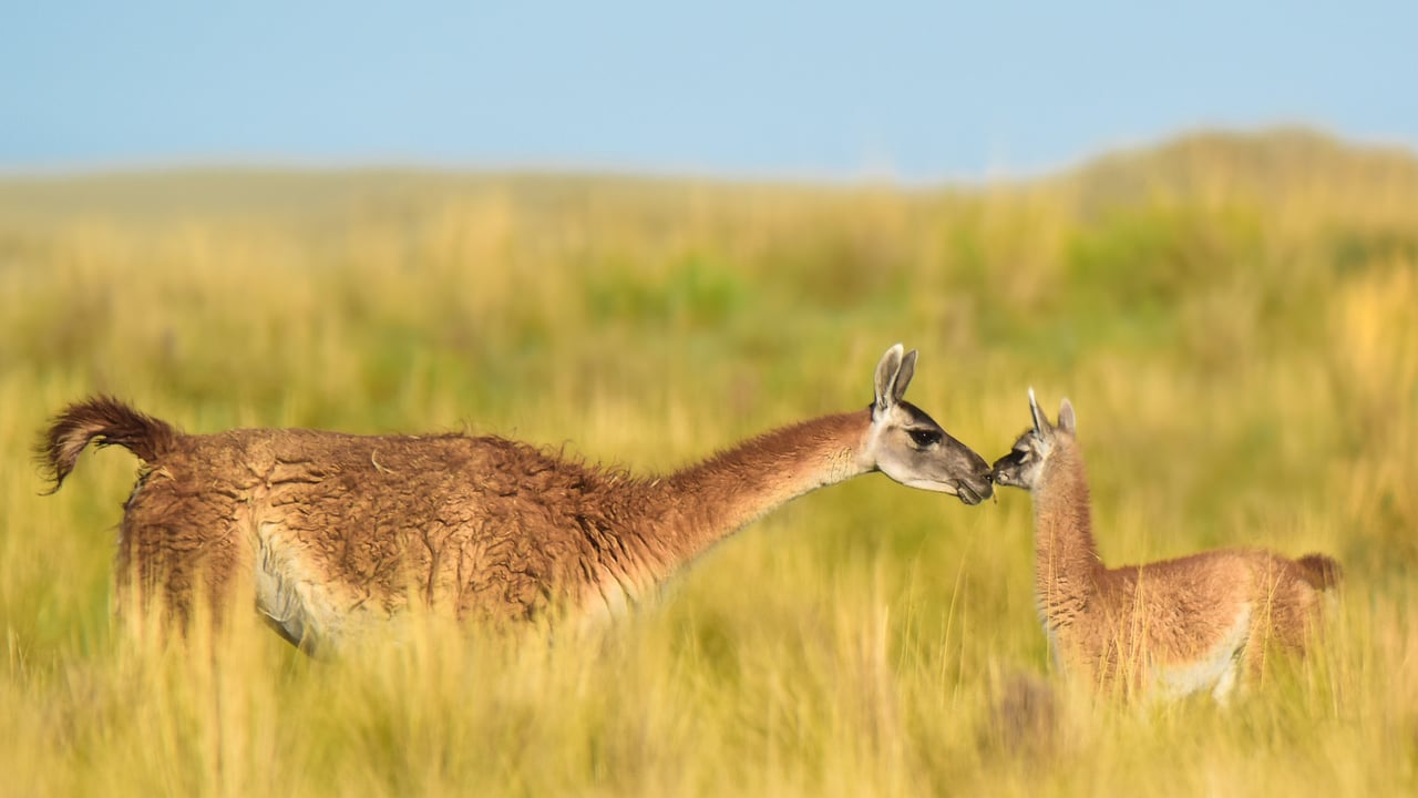 Guanaco mother and newborn baby in grassland, La Pampa Province, Argentina (© Gabriel Rojo/Minden Pictures) desktop wallpaper