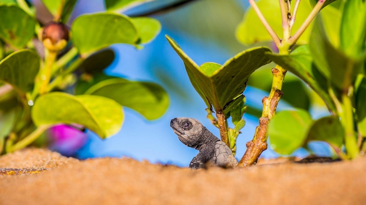 Bébé tortue olivâtre quittant le nid pour rejoindre l'océan, plage de Remire-Montjoly, Cayenne, Guyanne (© Brusini Aurélien/hemis.fr) desktop wallpaper