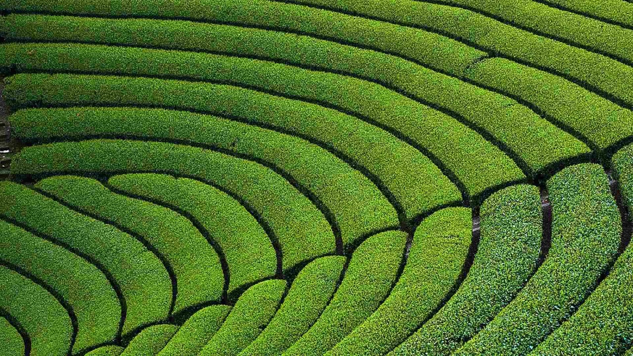 円形茶畑, 京都府 相楽郡 (© Tuul and Bruno Morandi/Alamy Stock Photo) desktop wallpaper