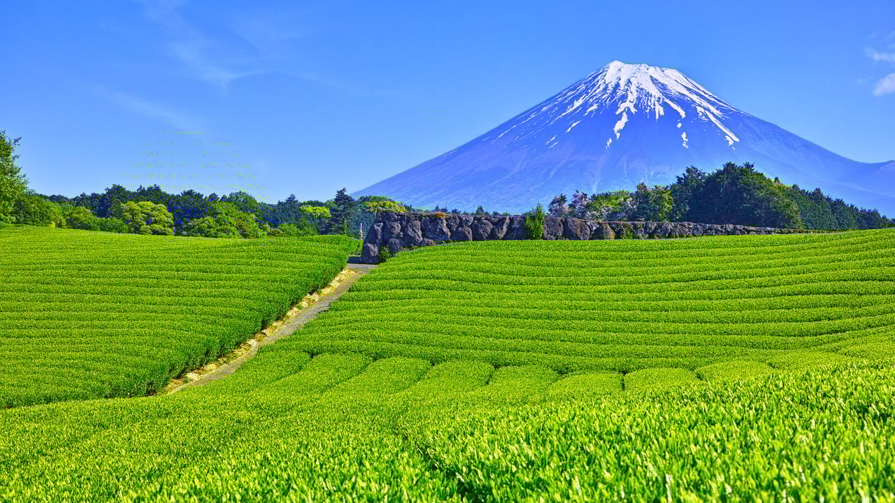 大淵笹場の茶畑, 静岡県 富士市 (© 7maru/Getty Images) desktop wallpaper