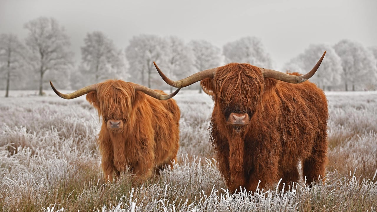 Highland cattle in Drenthe province in the Netherlands (© defotoberg/Shutterstock) desktop wallpaper