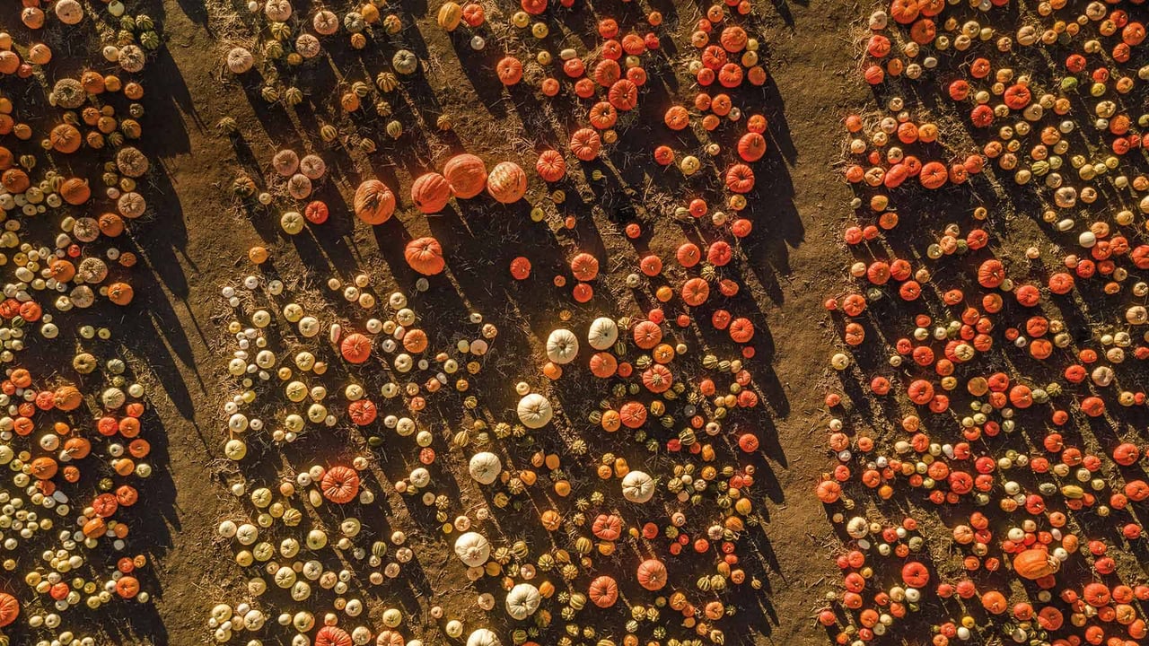 Aerial view of a pumpkin patch in Half Moon Bay, California (© Tinker Street/Michael O'Neal/Gallery Stock) desktop wallpaper