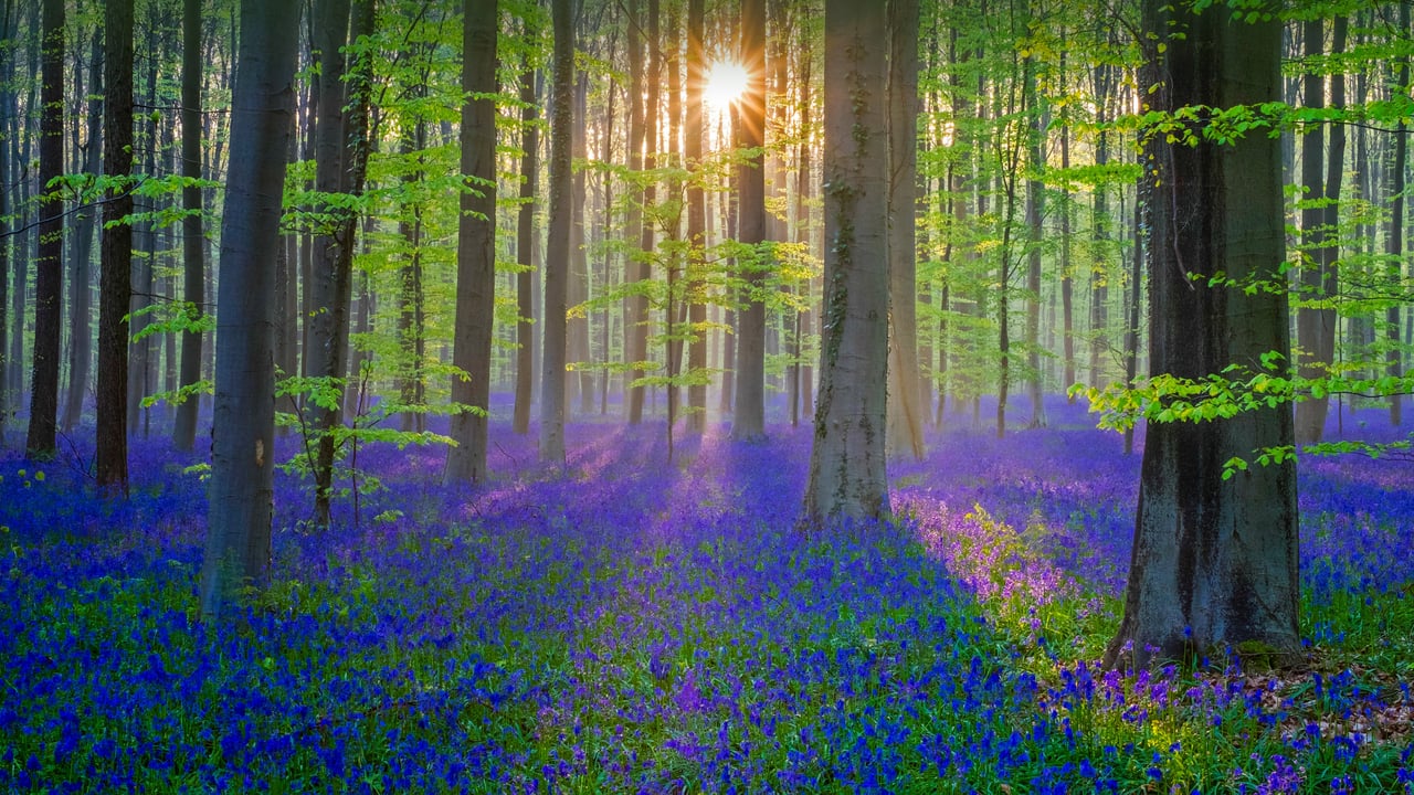 Bluebell flowers carpet the Hallerbos forest floor, Flanders, Belgium (© Jason Langley/plainpicture) desktop wallpaper