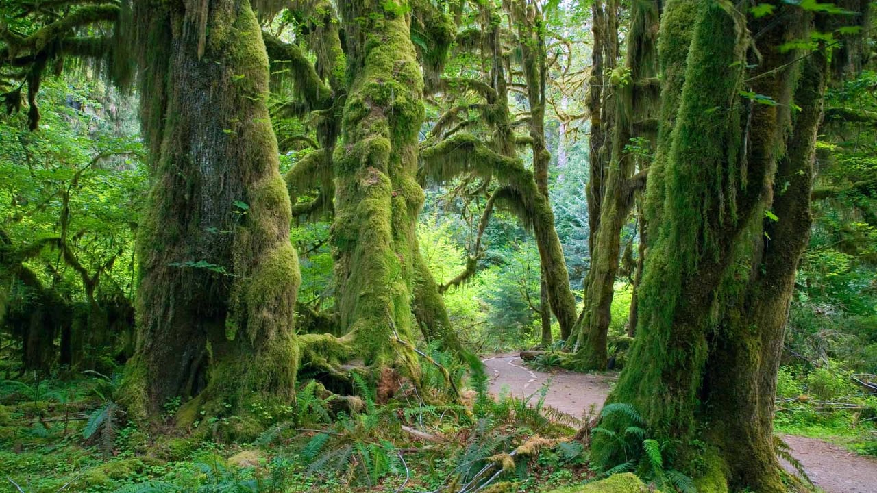 Hall of Mosses trail in the Hoh Rain Forest, Olympic National Park, Washington (© James Randklev/Getty Images) desktop wallpaper
