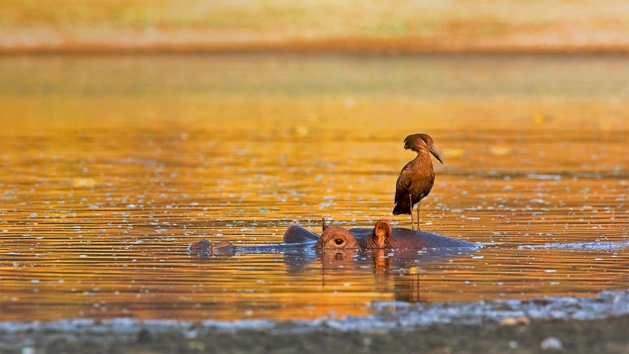 Hamerkop standing on a hippo, Mana Pools National Park, Zimbabwe (© David Fettes/Getty Images) desktop wallpaper