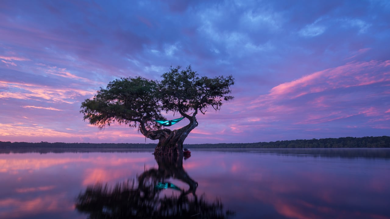 Hammock camping in a bald cypress tree, Florida (© Mac Stone/Tandem Stills + Motion) desktop wallpaper