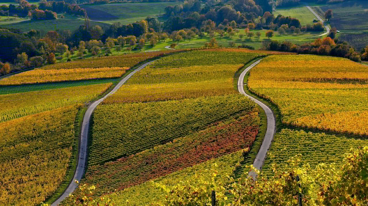 Weinberge auf dem Stollberg bei Handthal, Oberschwarzach, Unterfranken, Bayern (© Rüdiger Hess/geo-select FotoArt) desktop wallpaper