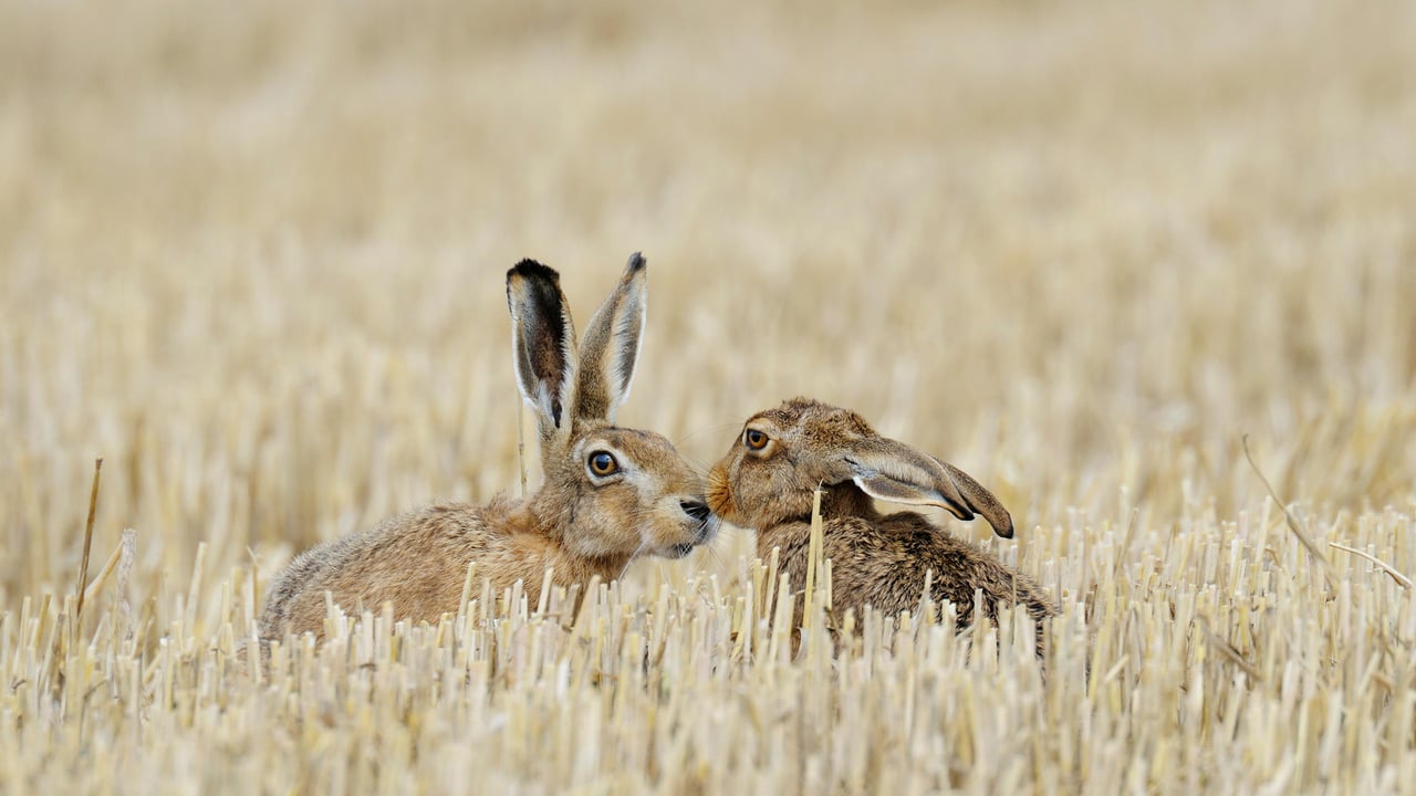 Feldhasen auf einem Stoppelfeld, Deutschland (© Michael Breuer/agefotostock/Alamy Stock Photo) desktop wallpaper