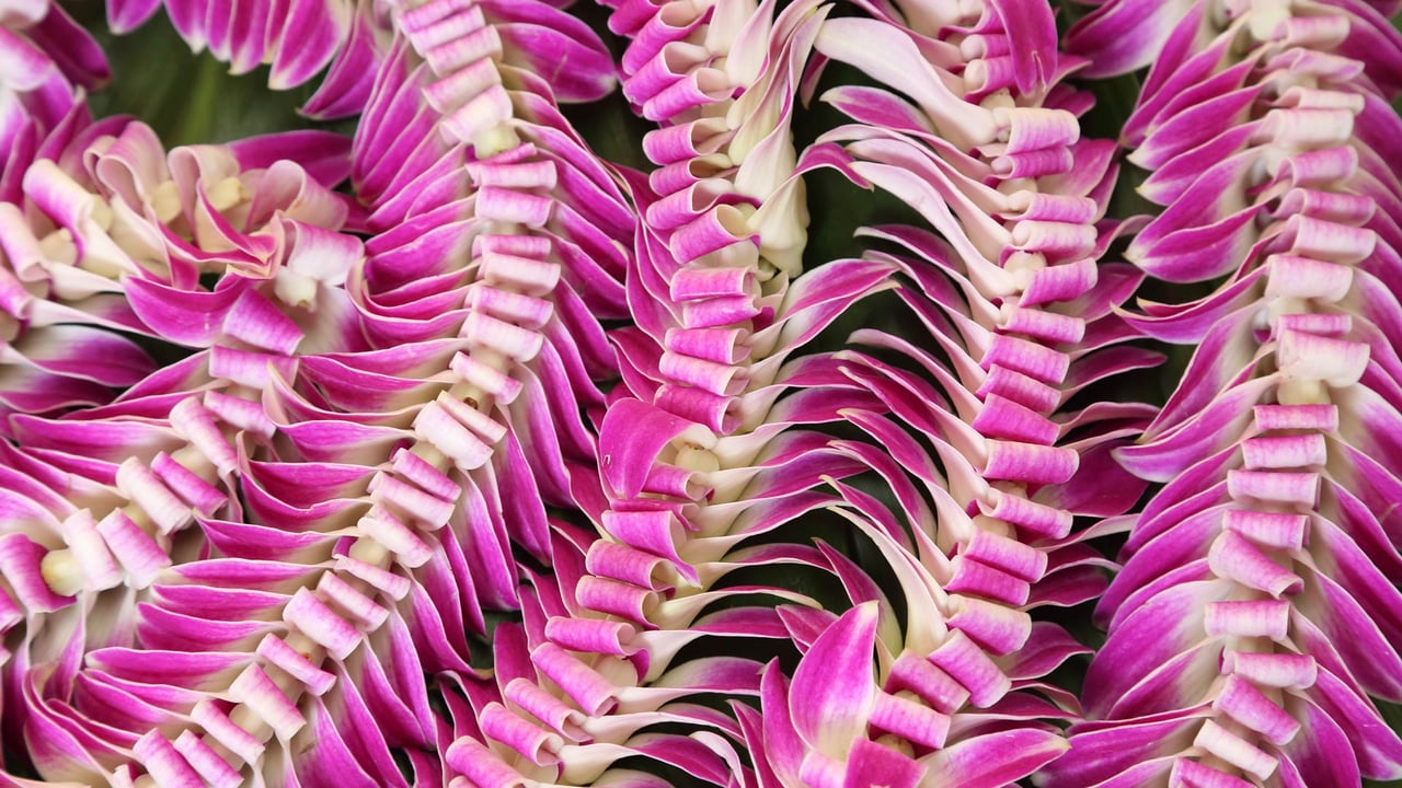 Hawaiian lei flower garlands (© Jotika Pun/Shutterstock) desktop wallpaper