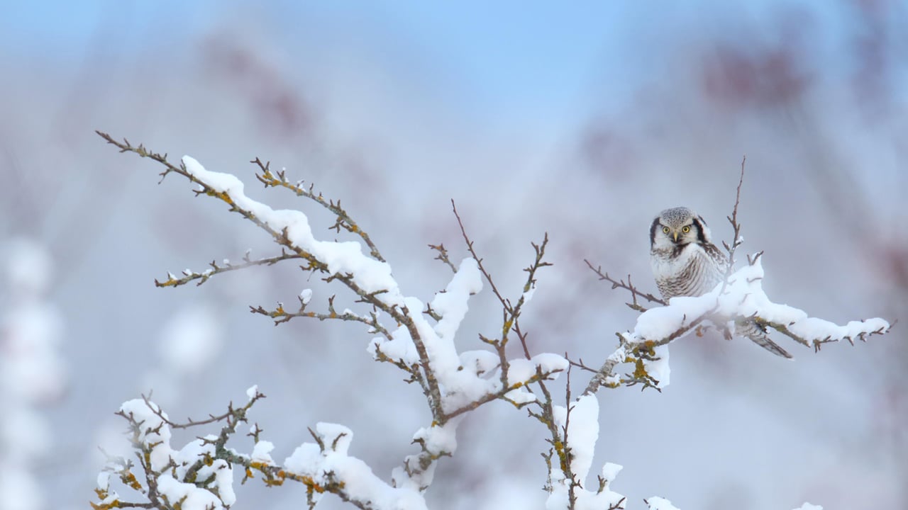 Northern hawk-owl (© Remo Savisaar/Alamy) desktop wallpaper