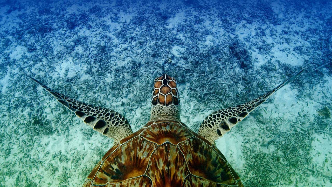 Hawksbill sea turtle swimming near Akajima, Okinawa, Japan (© Robert Mallon/Getty Images) desktop wallpaper