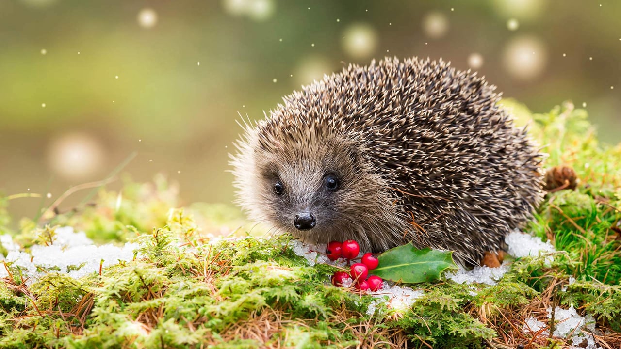 Hedgehog in snowy winter weather, sat on green moss (© Coatsey/Alamy Stock Photo) desktop wallpaper
