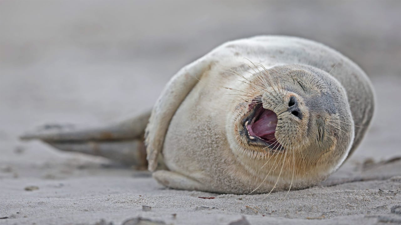 It’s our birthday too, yeah! Harbor seal pup lying on the beach, Heligoland, Germany (© Fotofeeling/Westend61/Offset) desktop wallpaper
