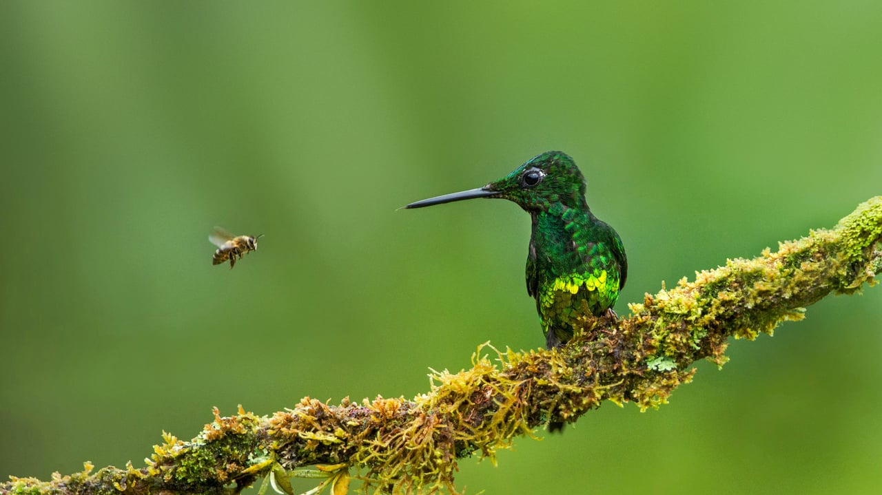 Colibri Brillant impératrice contre abeille, Colombie (© Jiri Hrebicek/Alamy) desktop wallpaper